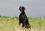 DOBERMANN 1279